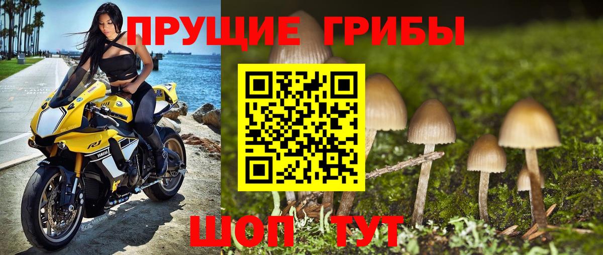 Псилоцибиновые грибы GOLDEN TEACHER  Вход с VPN  Белгород 
